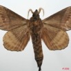 092 Heterocera (FV) Lasiocampidae Catalebeda producta Walker 1855 8EIMG_20720WTMK.jpg