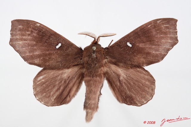093 Heterocera (FD) Lasiocampidae Gonobombyx angulata Aurivillius 1893 8E50IMG_30286WTMKa.jpg