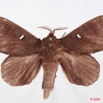 093 Heterocera (FD) Lasiocampidae Gonobombyx angulata Aurivillius 1893 8E50IMG_30286WTMKa.jpg