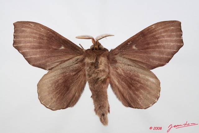 094 Heterocera (FV) Lasiocampidae Gonobombyx angulata Aurivillius 1893 8E50IMG_30289WTMK.jpg