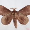 094 Heterocera (FV) Lasiocampidae Gonobombyx angulata Aurivillius 1893 8E50IMG_30289WTMK.jpg