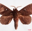 097 Heterocera (FD) Lasiocampidae Gonobombyx angulata Aurivillius 1893 9E50IMG_31556wtmk.jpg