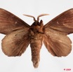 098 Heterocera (FV) Lasiocampidae Gonobombyx angulata Aurivillius 1893 9E50IMG_31559wtmk.jpg