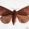 099 Heterocera (FD) Lasiocampidae Gonobombyx angulata Aurivillius 1893 9E50IMG_31602wtmk.jpg