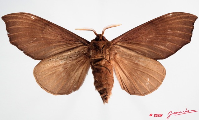 100 Heterocera (FV) Lasiocampidae Gonobombyx angulata Aurivillius 1893 9E50IMG_31604wtmk.jpg