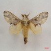 003 Heterocera (FD) Lasiocampidae Odontocheilopteryx phoneus Hering 1928 m IMG_4191WTMK.jpg