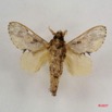004 Heterocera (FV) Lasiocampidae Odontocheilopteryx phoneus Hering 1928 m IMG_4195WTMK.jpg