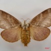 005 Heterocera (FD) Lasiocampidae Pachytrina honrathii Dewitz 1881 f 7IMG_5126WTMK.jpg