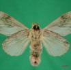 008 Heterocera (FV) Lasiocampidae Gastroplakaeis balia Tams 1929 f 7IMG_8624WTMK.jpg