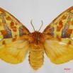 009 Heterocera (FD) Lasiocampidae Chrysopsyche maera Schaus 1893 f 7IMG_8579WTMK.jpg