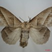 011 Heterocera (FD) Lasiocampidae Philotherma jacchus Moschler 1887 f 7EIMG_0286WTMK.jpg