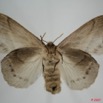 012 Heterocera (FV) Lasiocampidae Philotherma jacchus Moschler 1887 f 7EIMG_0288WTMK.jpg