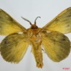 014 Heterocera (FV) Lasiocampidae Lechriolepis tessmanni Strand 1912 m 7EIMG_0153WTMK.jpg