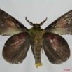 016 Heterocera (FV) Lasiocampidae Chrysopsyche maera Schaus 1893 m 7EIMG_0119WTMK.jpg