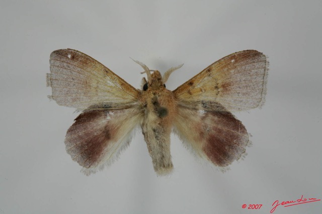 017 Heterocera (FD) Lasiocampidae Leipoxais fuscofasciata Aurivillius 1908 m 7EIMG_1924WTMK.jpg