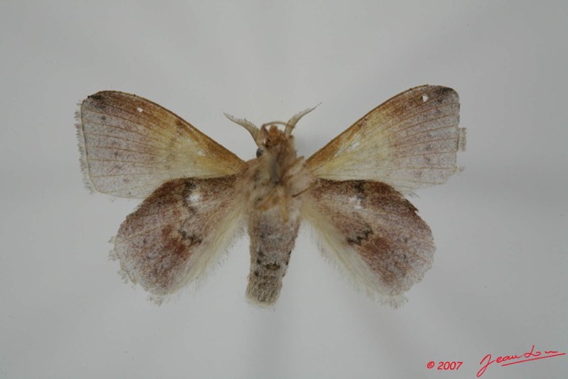 018 Heterocera (FV) Lasiocampidae Leipoxais fuscofasciata Aurivillius 1908 m 7EIMG_1928WTMK.jpg
