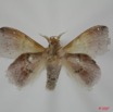 018 Heterocera (FV) Lasiocampidae Leipoxais fuscofasciata Aurivillius 1908 m 7EIMG_1928WTMK.jpg