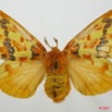 021 Heterocera (FD) Lasiocampidae Chrysopsyche maera Schaus 1893 f 7EIMG_2482WTMK.jpg