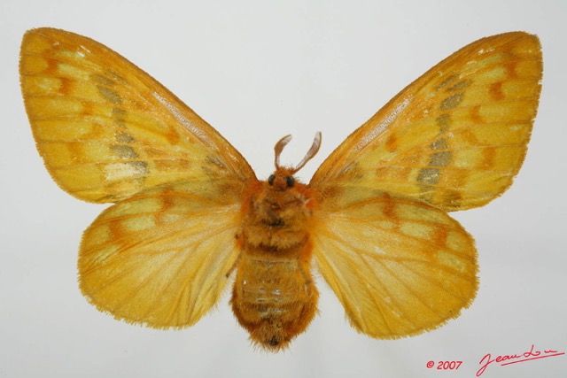 022 Heterocera (FV) Lasiocampidae Chrysopsyche maera Schaus 1893 f 7EIMG_2488WTMK.jpg