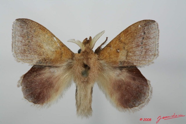 025 Heterocera (FD) Lasiocampidae Leipoxais fuscofasciata Aurivillius 1908 m 8EIMG_17490WTMK.jpg