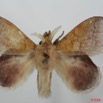 025 Heterocera (FD) Lasiocampidae Leipoxais fuscofasciata Aurivillius 1908 m 8EIMG_17490WTMK.jpg