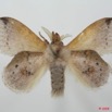 026 Heterocera (FV) Lasiocampidae Leipoxais fuscofasciata Aurivillius 1908 m 8EIMG_17494WTMK.jpg