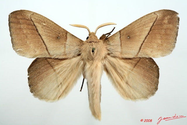 027 Heterocera (FD) Lasiocampidae Philotherma jacchus Moschler 1887 m 8EIMG_26260WTMK.jpg