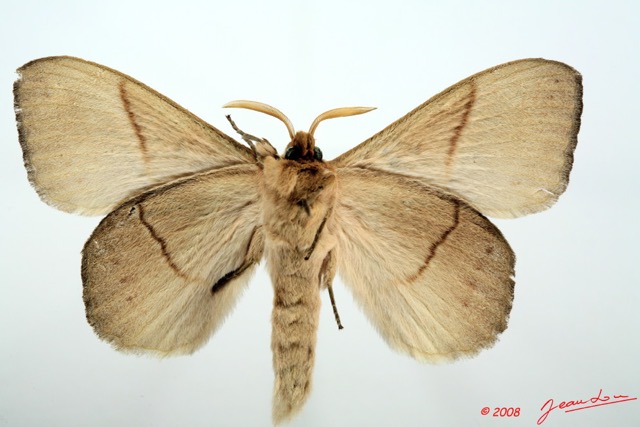 028 Heterocera (FV) Lasiocampidae Philotherma jacchus Moschler 1887 m 8EIMG_26267WTMK.jpg