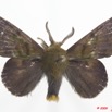 031 Heterocera 166d (FD) Lasiocampidae Chrysopsyche maera Schaus 1893 m Ex-Larvae 9E5K2IMG_54334wtmk.jpg