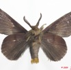 032 Heterocera 166d (FV) Lasiocampidae Chrysopsyche maera Schaus 1893 m Ex-Larvae 9E5K2IMG_54337wtmk.jpg