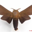 033 Heterocera 172b (FD) Lasiocampidae Gonometa titan Holland 1893 m Ex-Larvae 9E5K2IMG_54494wtmk.jpg