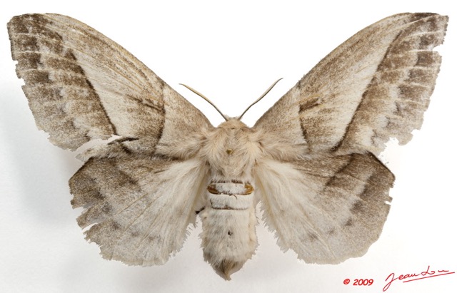 035 Heterocera 172c (FD) Lasiocampidae Philotherma jacchus Moschler 1887 f 9E5K2IMG_54500wtmk.jpg