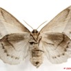 036 Heterocera 172c (FV) Lasiocampidae Philotherma jacchus Moschler 1887 f 9E5K2IMG_54503wtmk.jpg