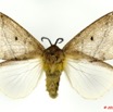039 Heterocera 184a (FD) Lasiocampidae Leptometa irrorata Tams 1929 10E5K2IMG_58058wtmk.jpg