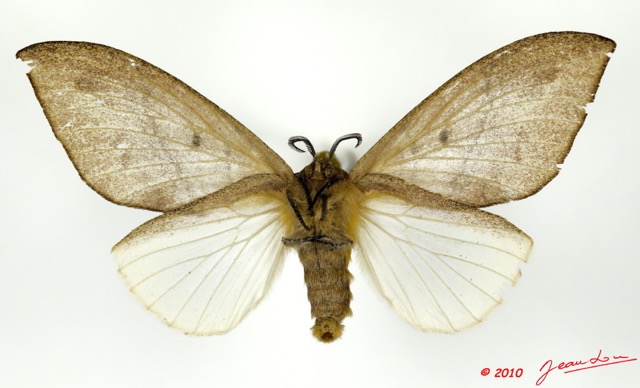 040 Heterocera 184a (FV) Lasiocampidae Leptometa irrorata Tams 1929 10E5K2IMG_58059wtmk.jpg