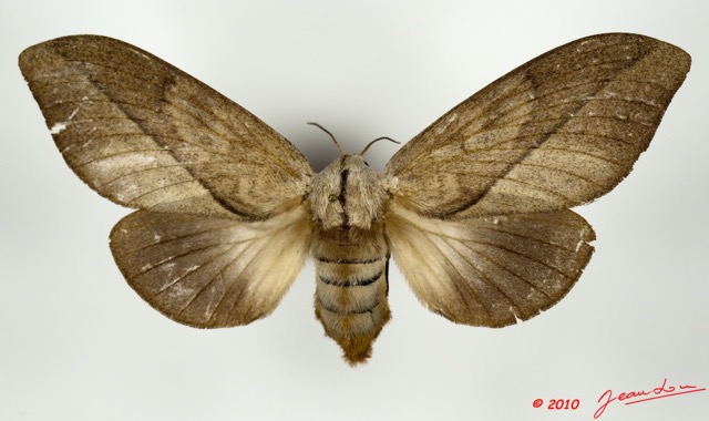 041 Heterocera 184c (FD) Lasiocampidae Pallastica mesoleuca Strand 1911 f 10E5K2IMG_58063wtmk.jpg