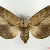 041 Heterocera 184c (FD) Lasiocampidae Pallastica mesoleuca Strand 1911 f 10E5K2IMG_58063wtmk.jpg