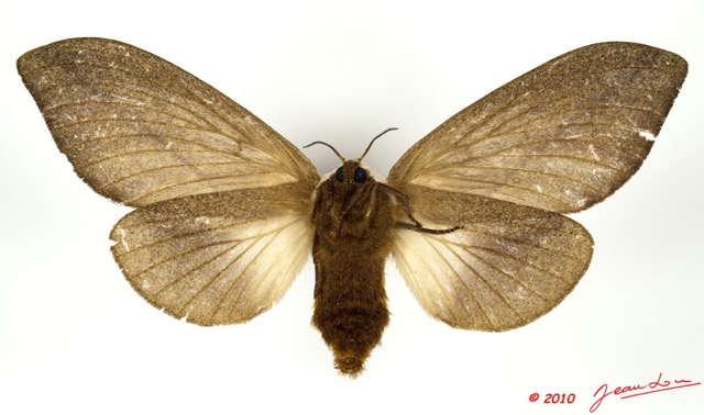 042 Heterocera 184c (FV) Lasiocampidae Pallastica mesoleuca Strand 1911 f 10E5K2IMG_58065wtmk.jpg