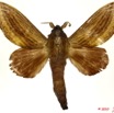043 Heterocera 187a (FD) Lasiocampidae Cheligium lineatum Aurivillius 1893 m 10E5K2IMG_61503wtmk.jpg