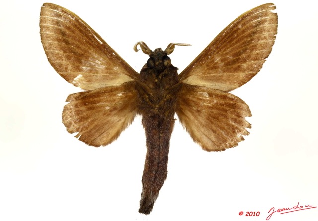 044 Heterocera 187a (FV) Lasiocampidae Cheligium lineatum Aurivillius 1893 m 10E5K2IMG_61504wtmk.jpg