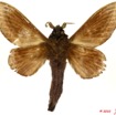 044 Heterocera 187a (FV) Lasiocampidae Cheligium lineatum Aurivillius 1893 m 10E5K2IMG_61504wtmk.jpg