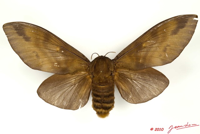 045 Heterocera 186b (FD) Lasiocampidae Gonometa titan Holland 1893 f 10E5K2IMG_59453wtmk.jpg