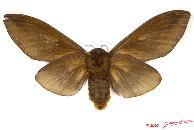 046 Heterocera 186b (FV) Lasiocampidae Gonometa titan Holland 1893 f 10E5K2IMG_59454wtmk.jpg