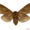 046 Heterocera 186b (FV) Lasiocampidae Gonometa titan Holland 1893 f 10E5K2IMG_59454wtmk.jpg