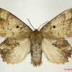 049 Heterocera 191a (FD) Lasiocampidae Philotherma spargata Holland 1893 10E5K2IMG_64291wtmk.jpg