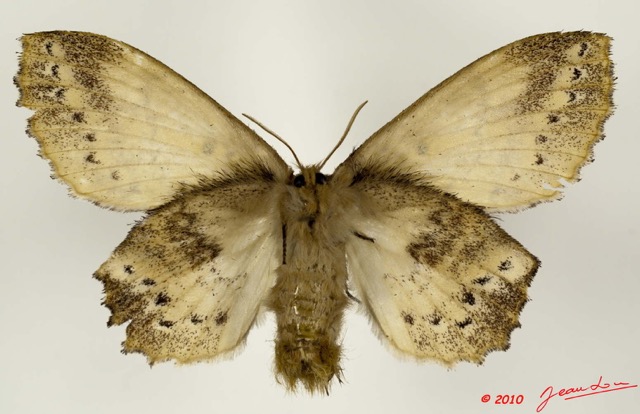050 Heterocera 191a (FV) Lasiocampidae Philotherma spargata Holland 1893 10E5K2IMG_64290wtmk.jpg