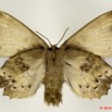 050 Heterocera 191a (FV) Lasiocampidae Philotherma spargata Holland 1893 10E5K2IMG_64290wtmk.jpg