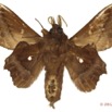 052 Heterocera 203a (FV) Lasiocampidae Mimopacha sp 12E5K2IMG_76708wtmk.jpg