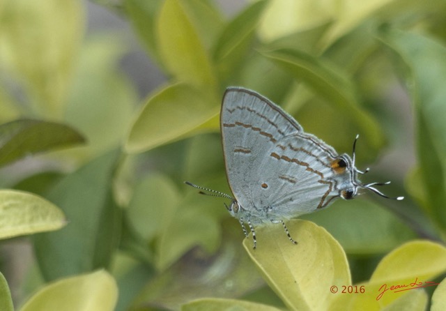 001 Insecta Lepidoptera Lycaenidae Franceville 16RX103DSC_103666wtmk.jpg