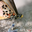 004 Lepidoptera Live Acraea perenna IMG_1123WTMK.JPG